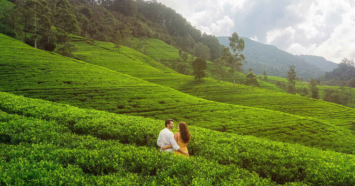 Scenic Sri Lankan landscape